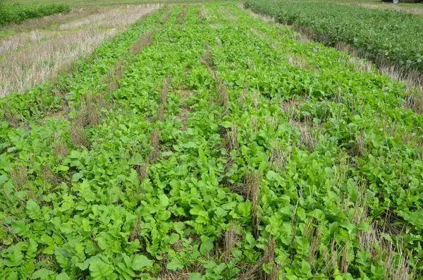 Know risks to livestock before planting cover crops