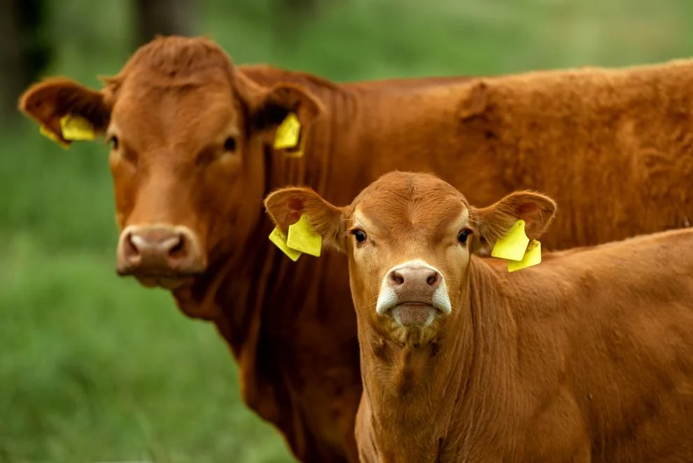 Cow-calf producers weigh options for herd replacements