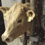 Resistance to dewormers is growing