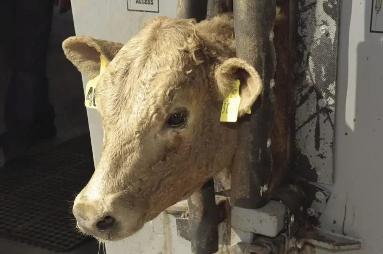 Resistance to dewormers is growing