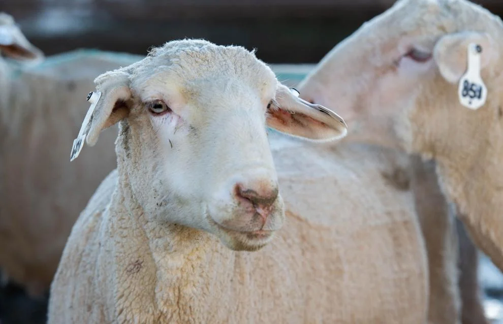 Ryan_Ashley_Sheep_Cancer_Research.jpg