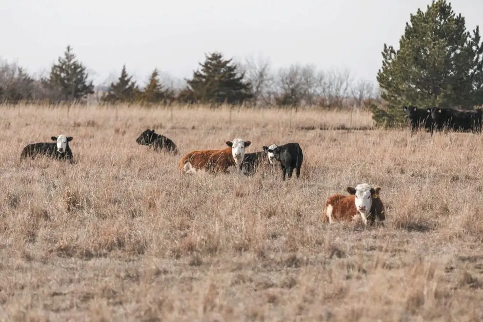 baldies in pasture