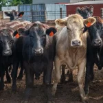 cattle standing in feedlot