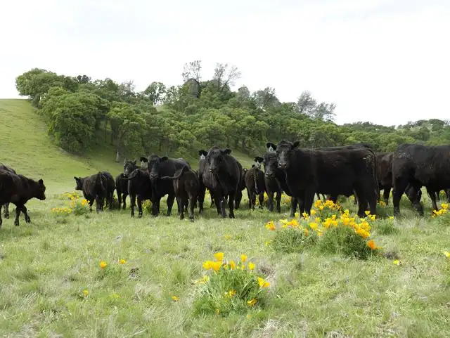*do not reuseMichael pic cows with flowers.jpg
