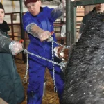 Dealing with dystocia: Tips on pulling calves