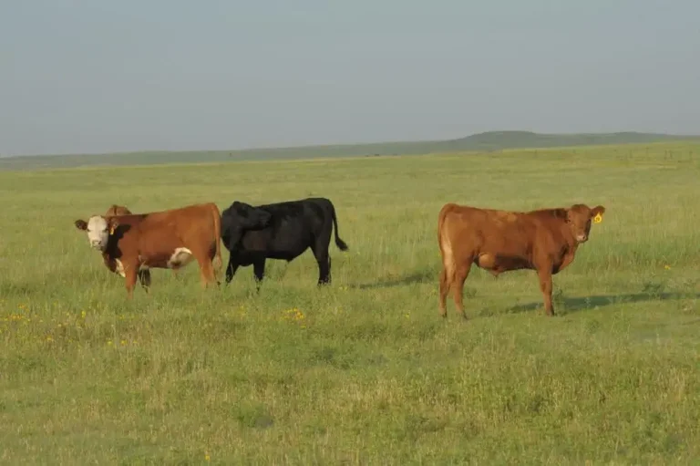 Raising stocker cattle through optimizing marketing strategies