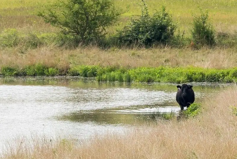 cow in pond