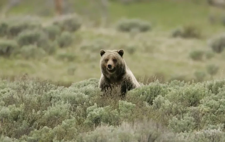 Lawsuit calls for grizzly bear recovery
