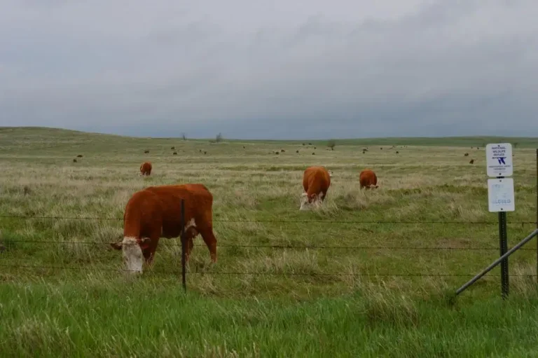 Cattle grazing North Dakota