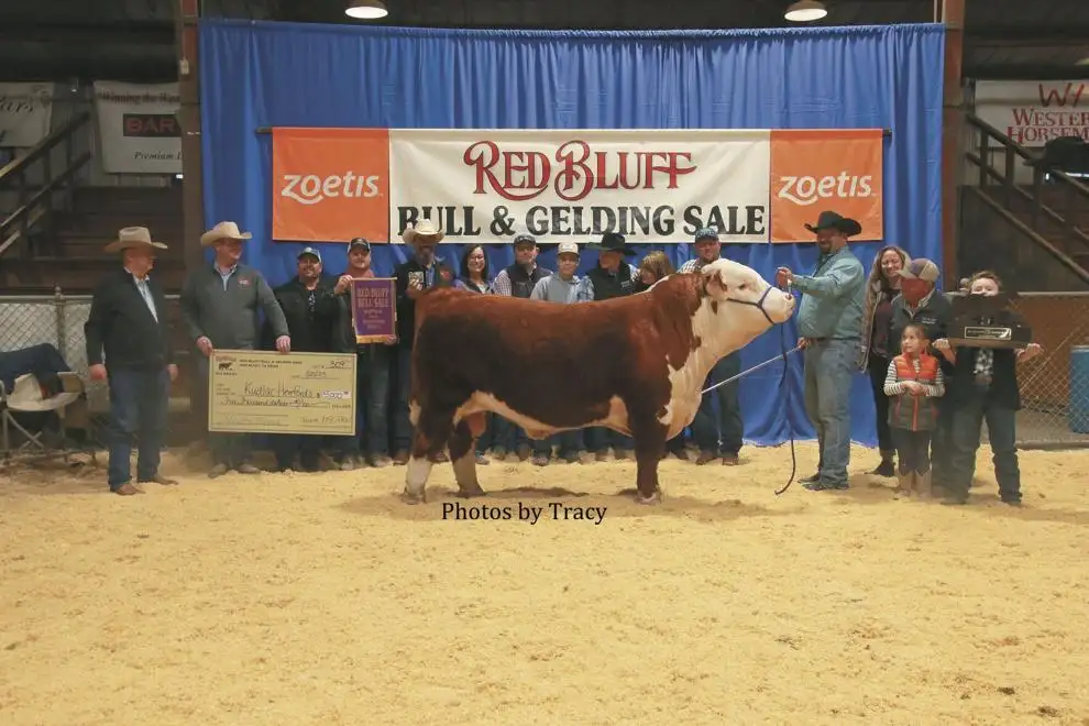 11 rb-supreme champion-kudlac herefords.jpg