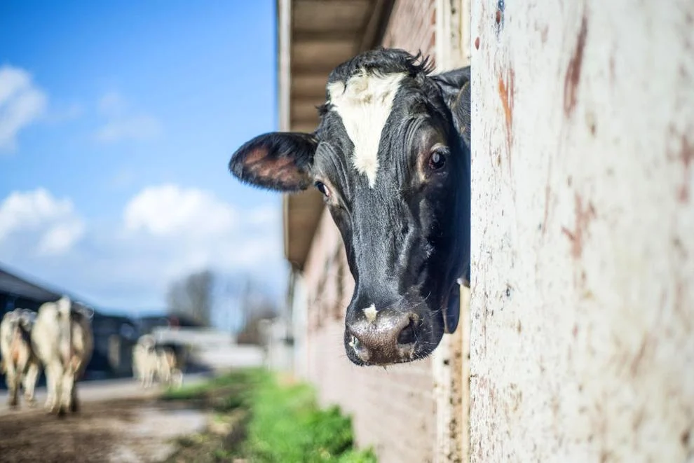 BIF updates tool to include beef x dairy cross
