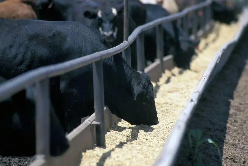 feedlot