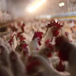 Industry group battles CA Prop 12