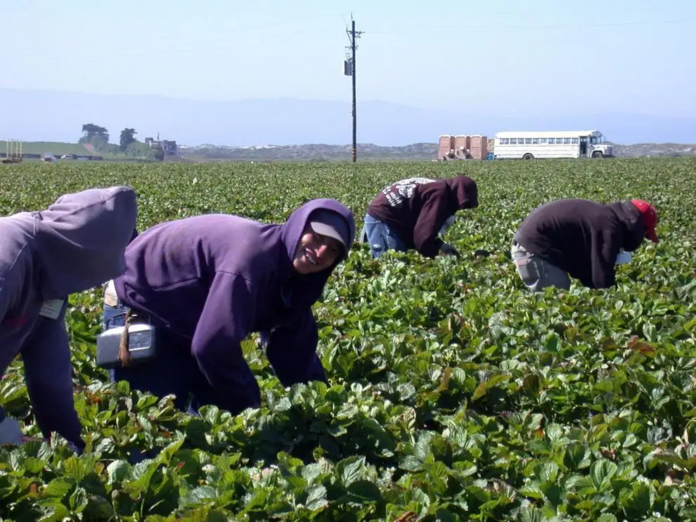 AFBF policy changes on guest-worker caps