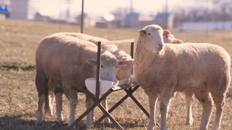 Purina_Sheep Flushing.jpg