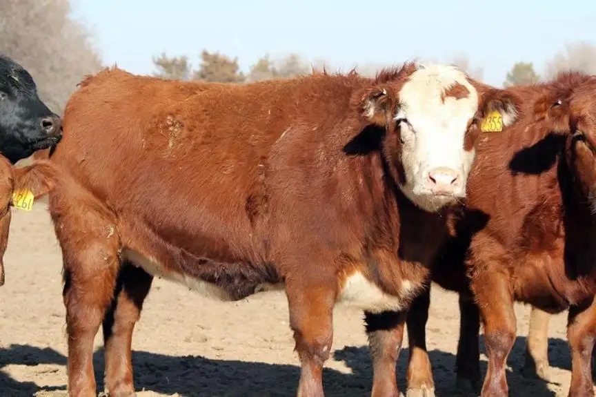 Implant strategies for calf-fed steers: Is bigger always better?