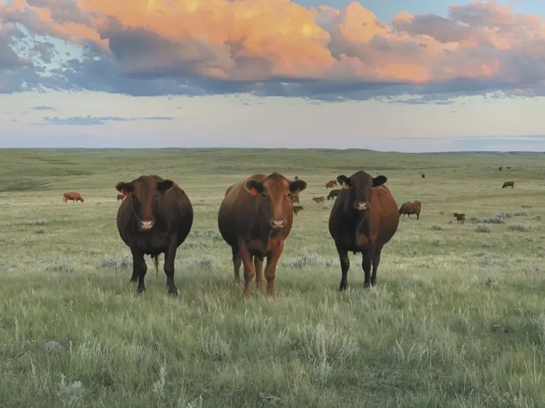 11 RedAngus_Gordon2_cmyk.jpg