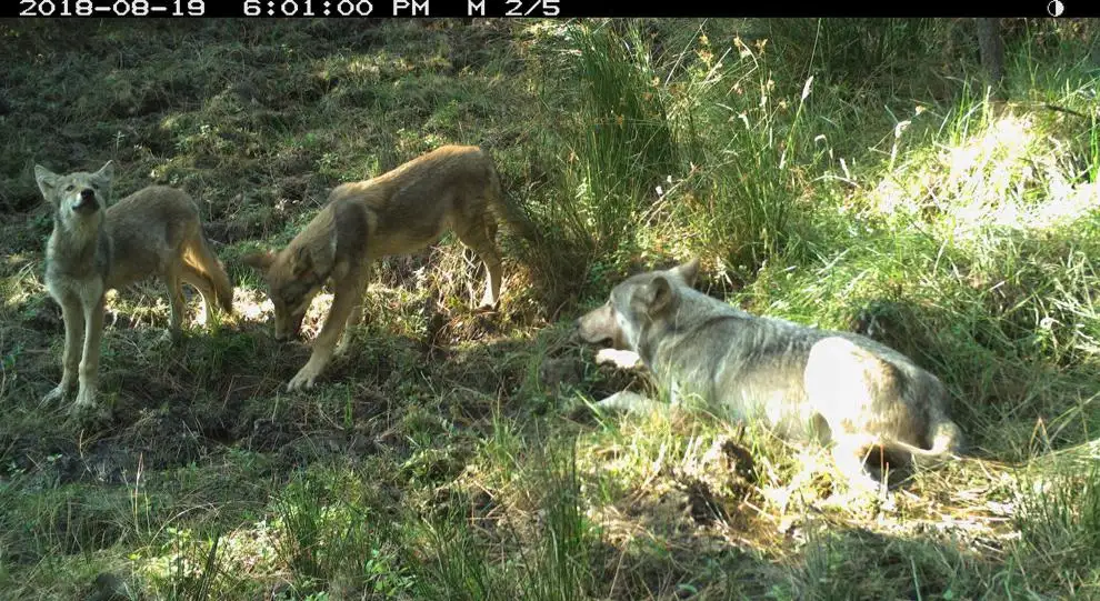 CPW tracking four possible wolf dens