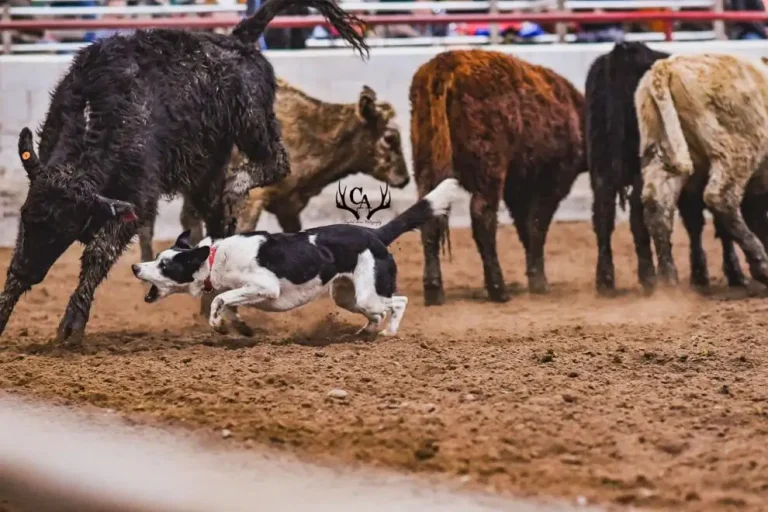 11 action dog.jpg
