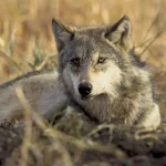 Wolf plan approved in Oregon