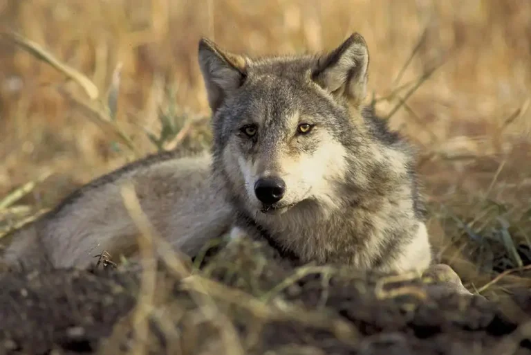 Wolf plan approved in Oregon