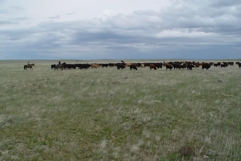Insurance against drought