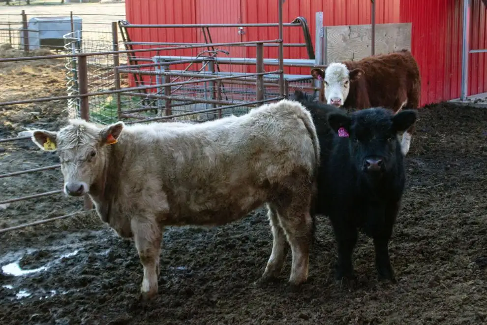 Cattle in mud