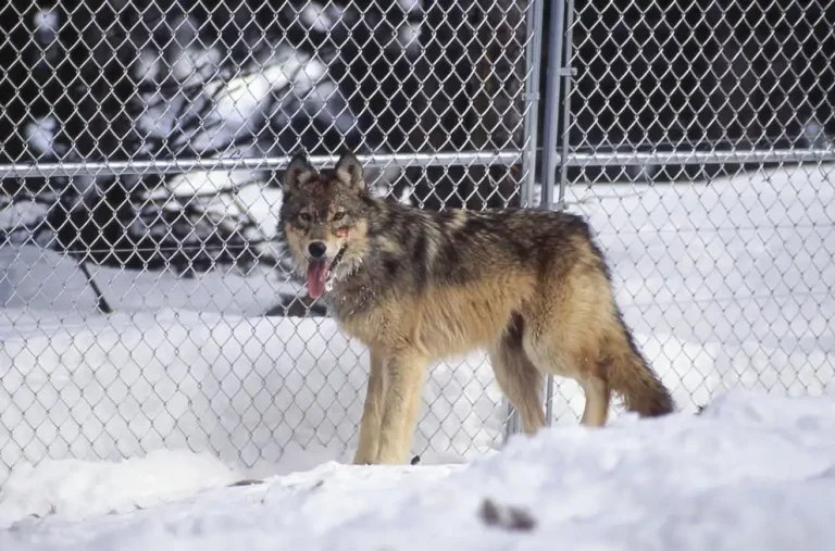 wolf