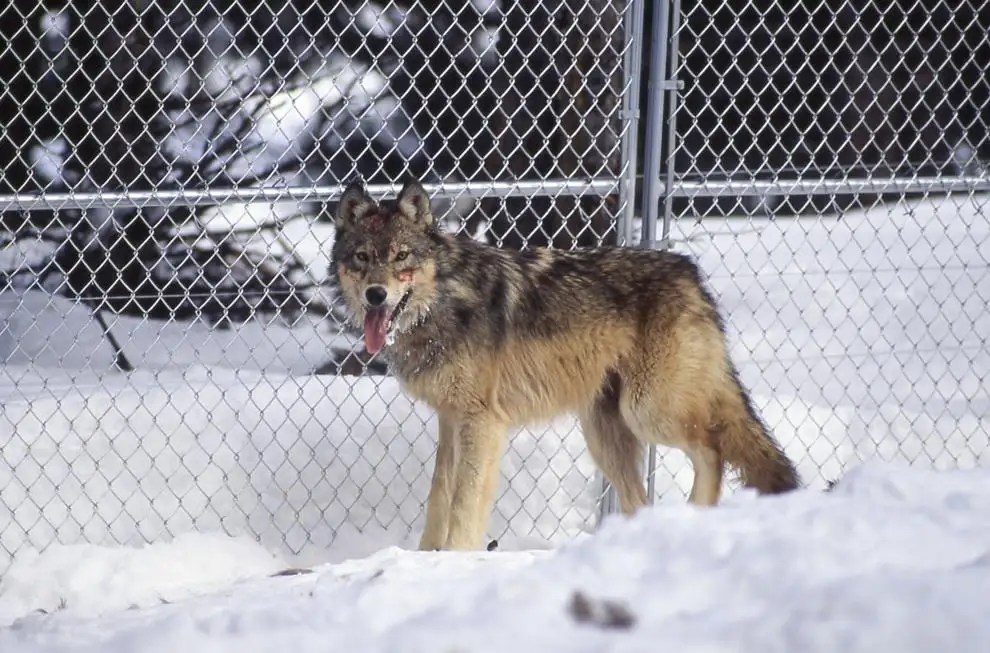 CCA wolf subcommittee discusses compensation program