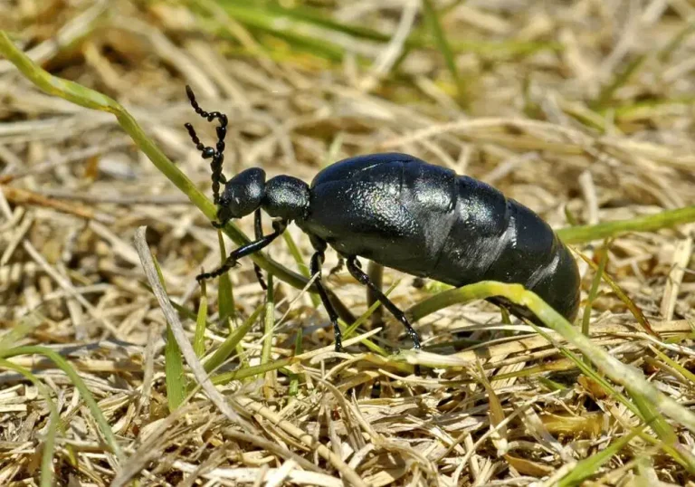 Blister beetle