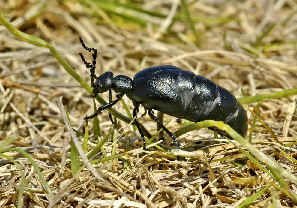 Fight off blister beetles with careful management practices