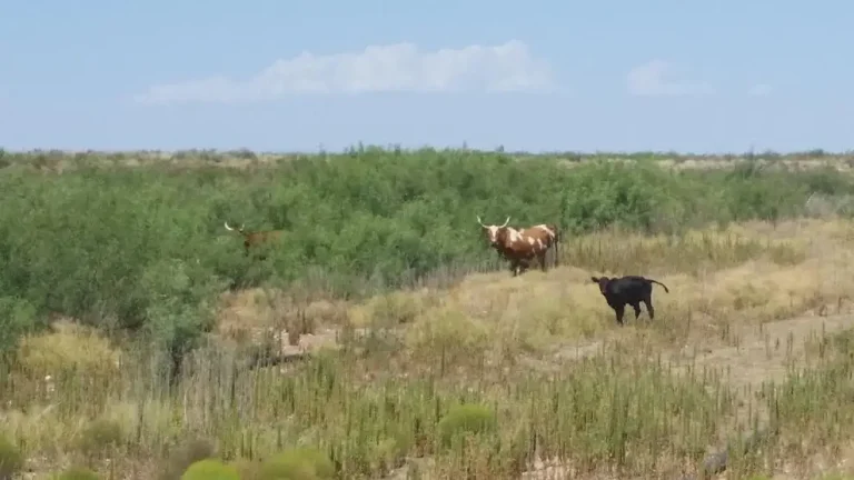 Ranchers participate in outcome-based grazing project