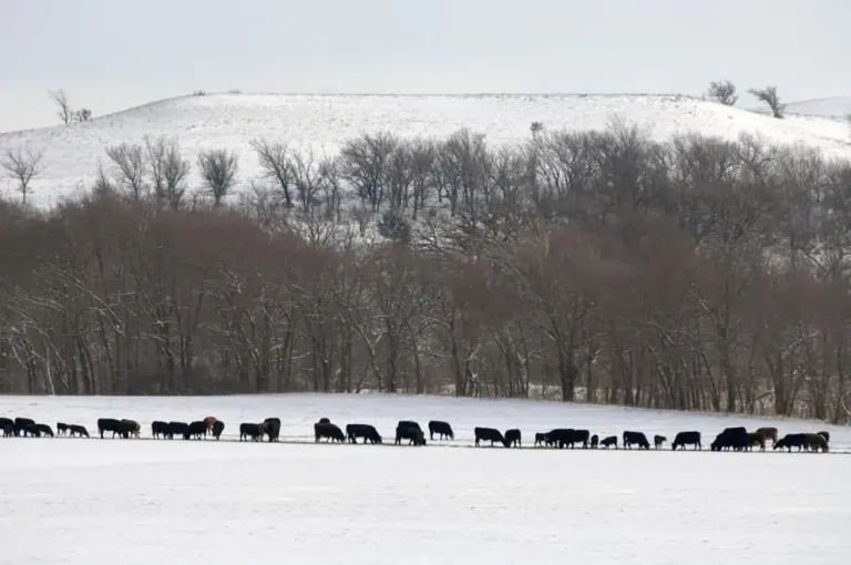 Blizzard dumps snow on Montana ranches