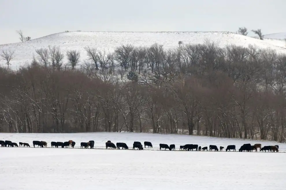 Blizzard dumps snow on Montana ranches