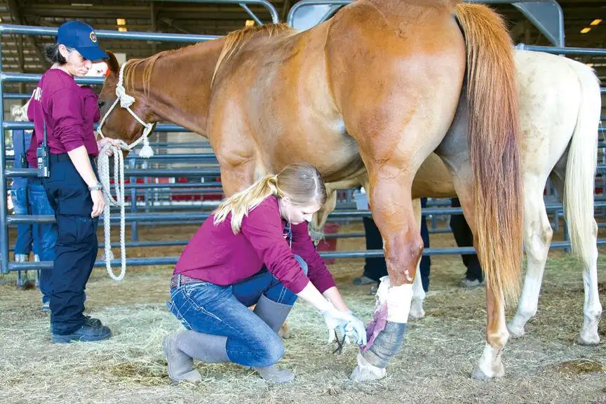 Vet science program makes job-ready high school graduates