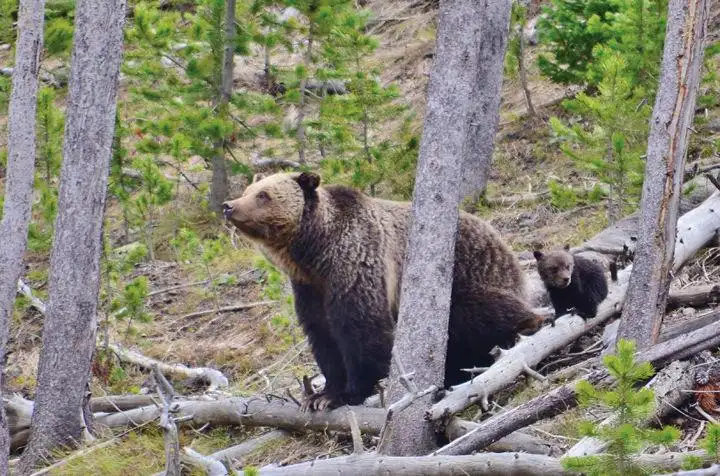 Wyoming considering grizzly hunting season