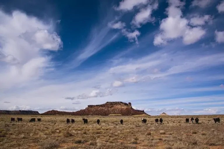 cattle grazing in the San Rafael Swell