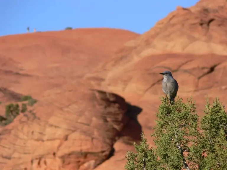 Pinyon_Jay.jpg