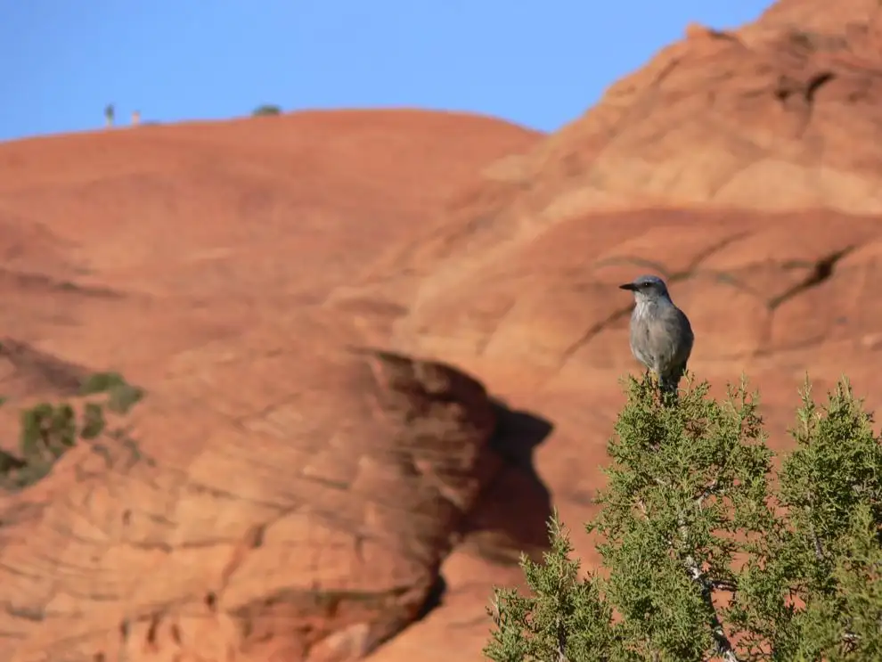 USFWS to consider ESA listing of pinyon jay