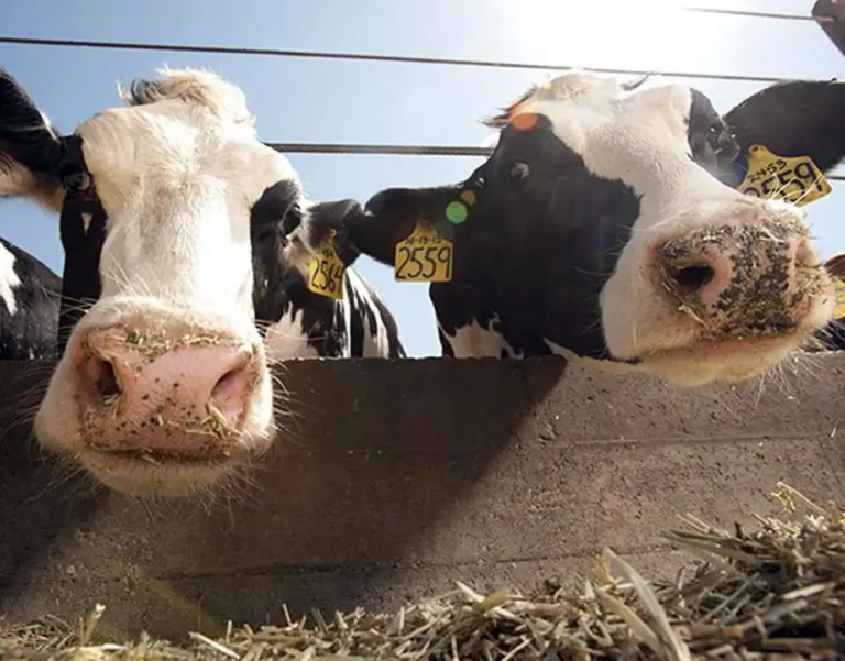 Project aims to uncover important genetic traits in cattle