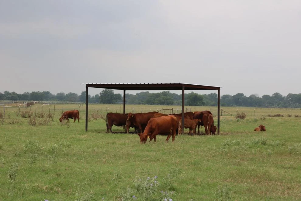 red cows grazing
