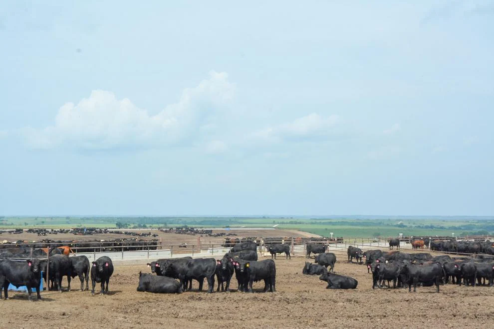 A review of feedlot structure and 2024 marketings