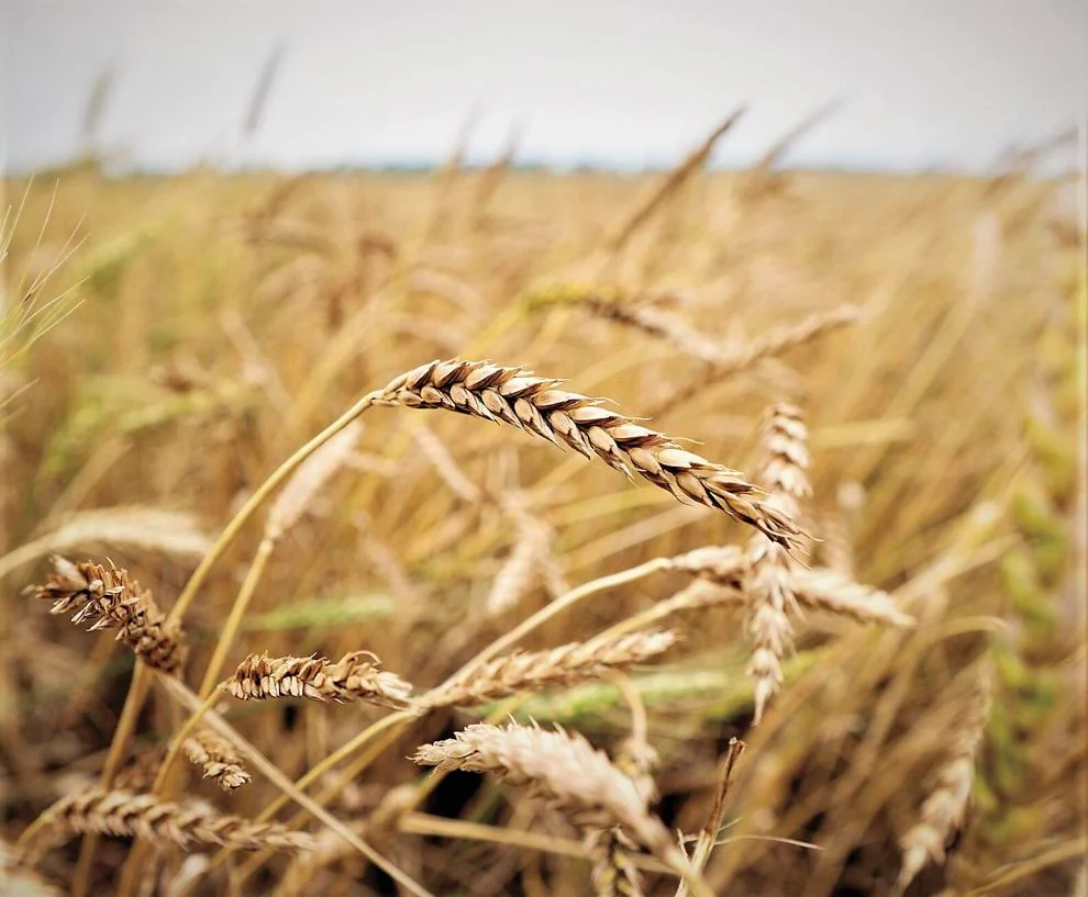 Variable KS wheat performance prompted by adverse weather