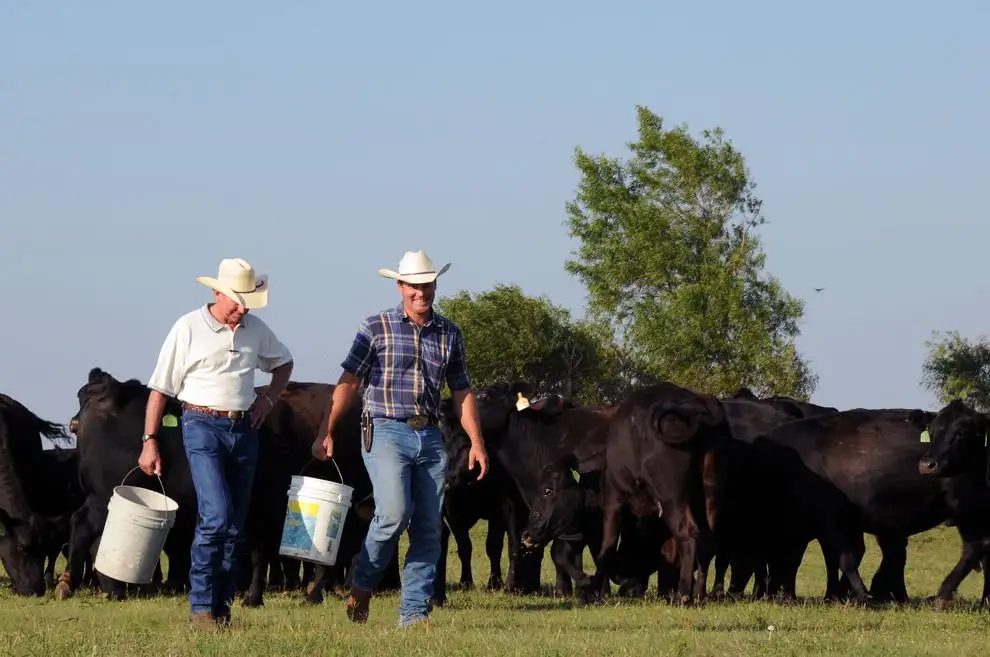 Using cattle mineral as your ounce of prevention