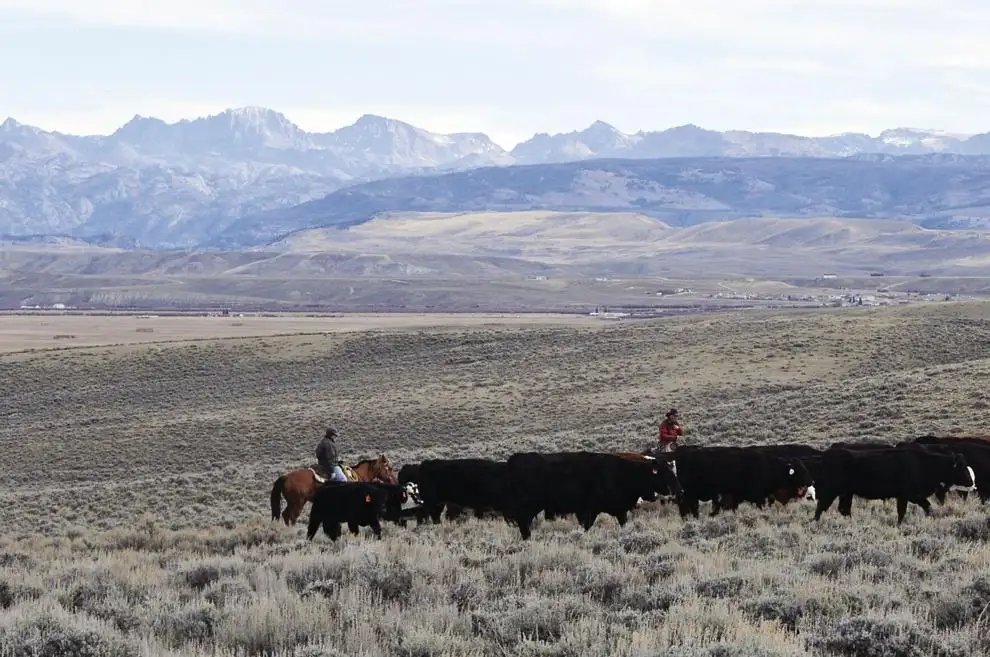 Anthrax confirmed in WY herds