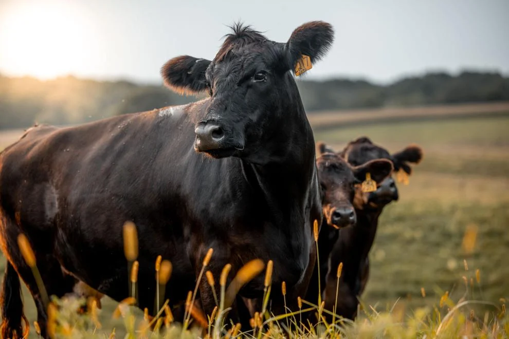 Genetic testing is just a tool. Use it to build a better herd