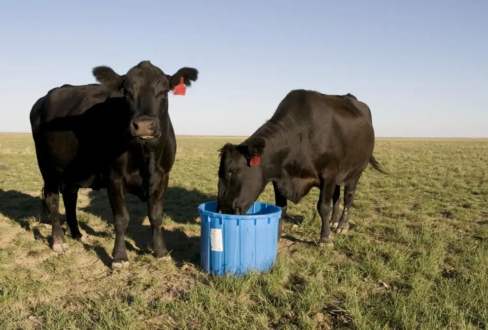 Supplementing DDGS cubes and tubs to grazing stocker calves