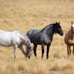 Wild horse plan under review