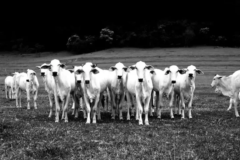 FMD awareness remains important