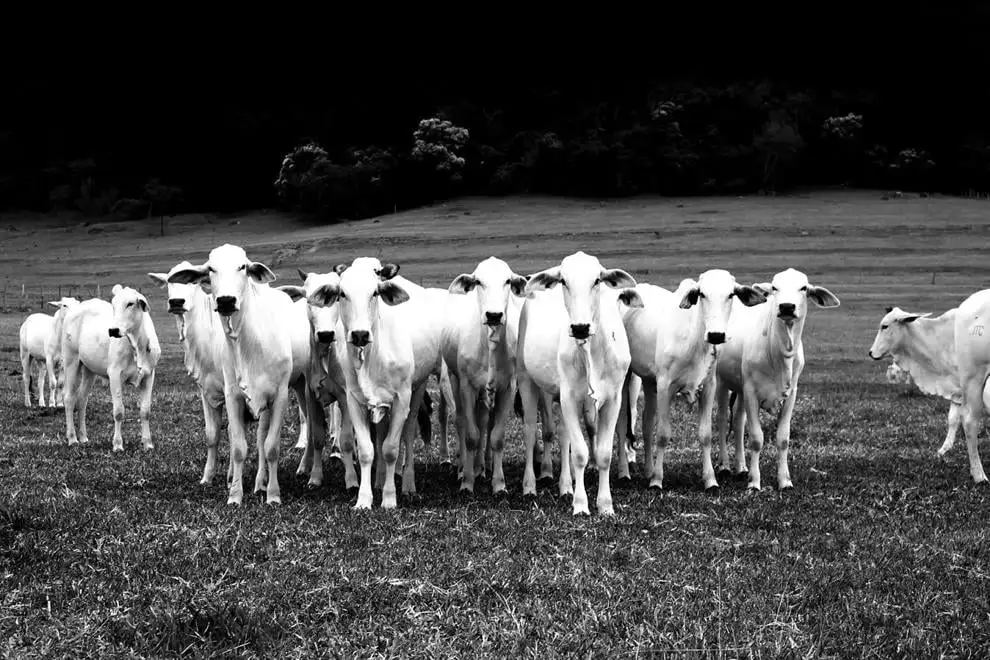 FMD awareness remains important